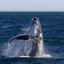 The complete guide to whale watching in Tadoussac