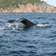 Guide d'observation des baleines à Tadoussac