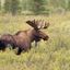 Où, quand et comment observer les animaux du Québec&nbsp;?