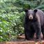 What to do if you encounter a bear&nbsp;?