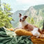 Voyager au Canada avec son chien : le guide pratique pour préparer votre road trip