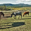 Vivre l’expérience Western au Canada : guide pratique