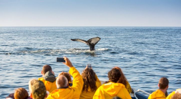 Où observer les baleines au Québec ?