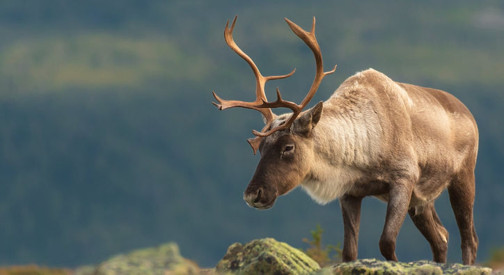  Parc national de la Gaspésie : le guide complet 2026
