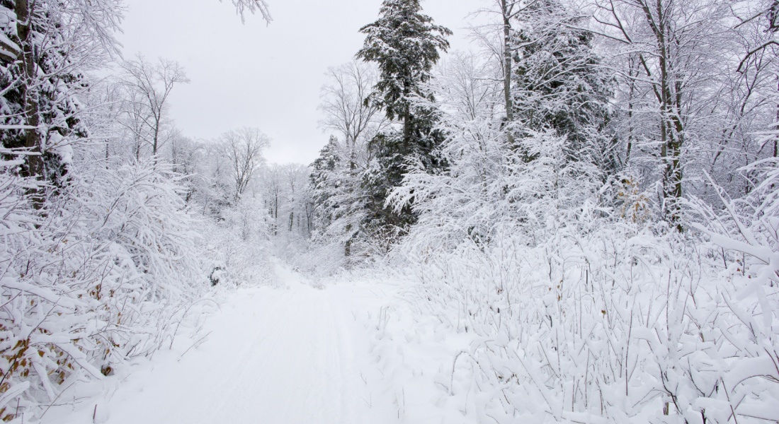 ontario motoneige Sentier dans la forêt de Haliburton