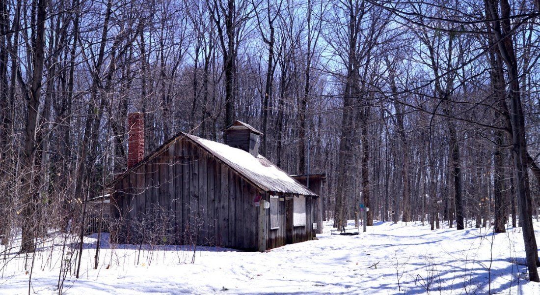 Cabane à sucre Érablière dans les bois