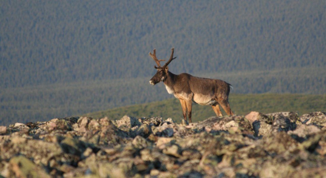 Observation des caribous en Gaspésie