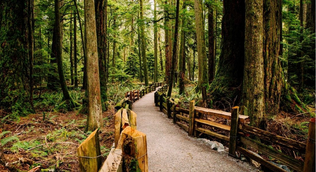 Chemin au milieu des pins Douglas dans la forêt Road trip île de Vancouver