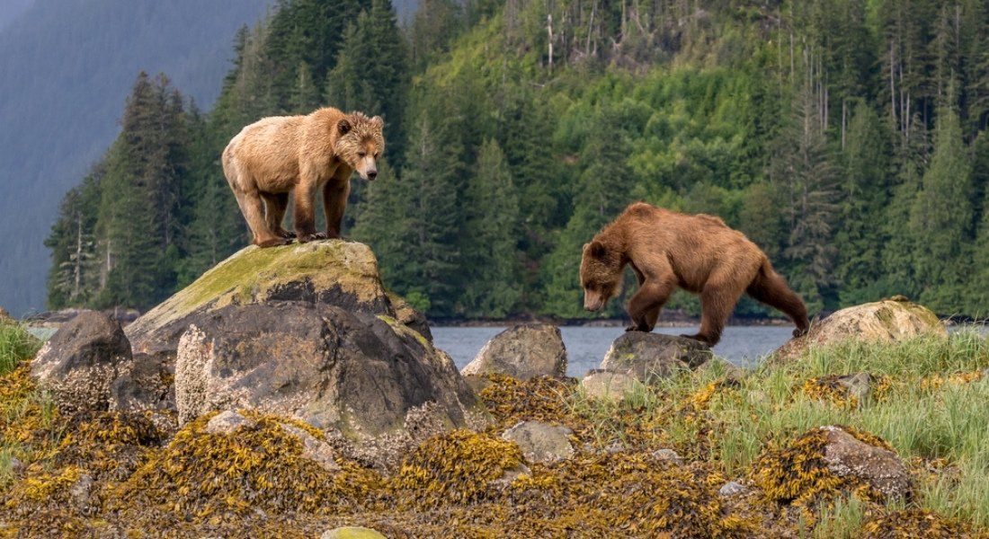 grizzly safari canada