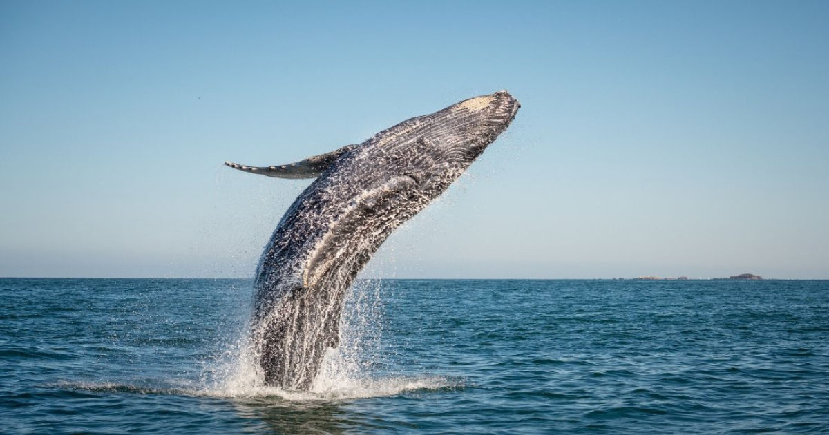Observation des baleines à Tadoussac : le guide complet