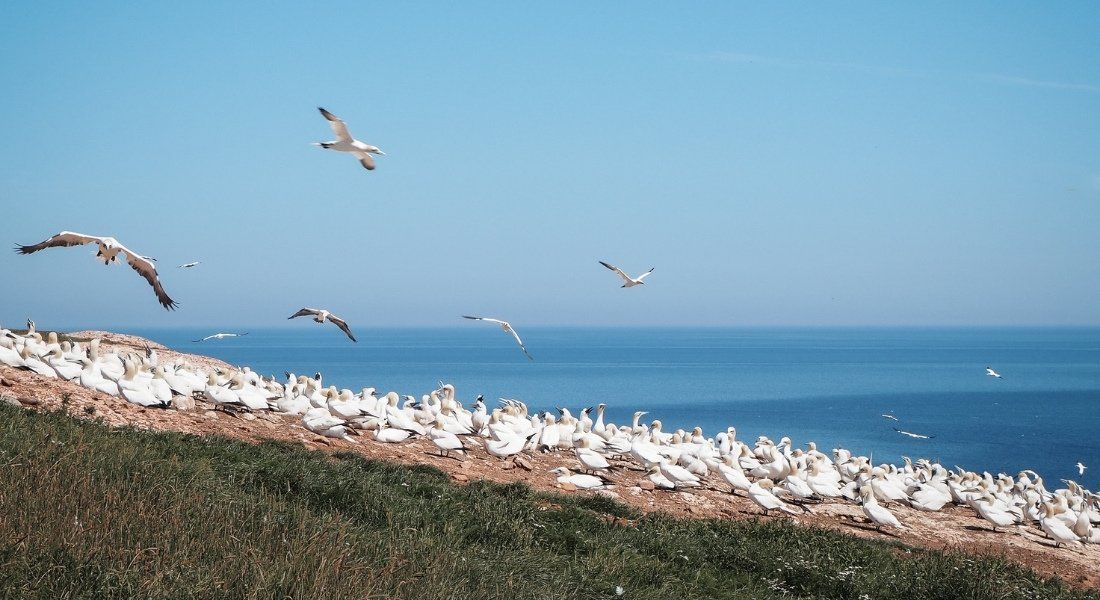 Boat tour in Gaspesie colony of Northern Gannets on Bonaventure Island