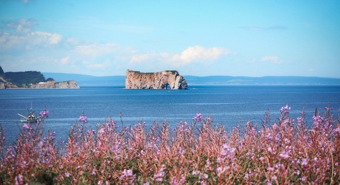 Best Bonaventure boat cruise Panoramas on the Percé Rock seen from the Bonaventure Island with pink flowers in the foreground