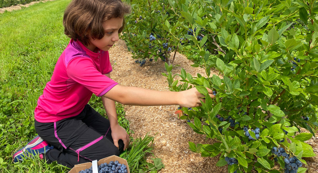 Blueberry farming, île d'Orléans Ile d'orleans quebec blueberry