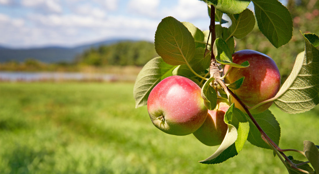 Orchard on Île d'Orléans Ile d'orleans quebec cider