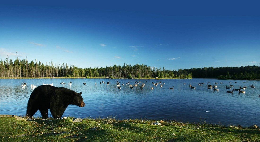 Saint-Félicien Wild Zoo