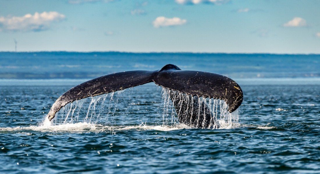 iStock-1028465960 @Robert Gergely Queue d'une baleine à bosse