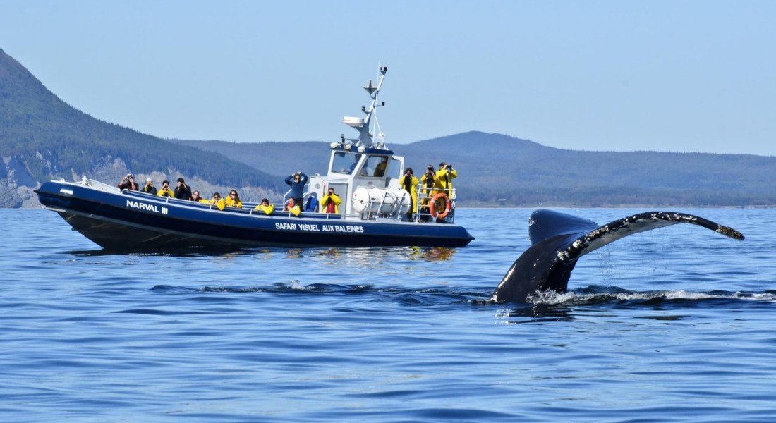 Top 5 Des Croisières Aux Baleines Au Québec | Authentik Canada