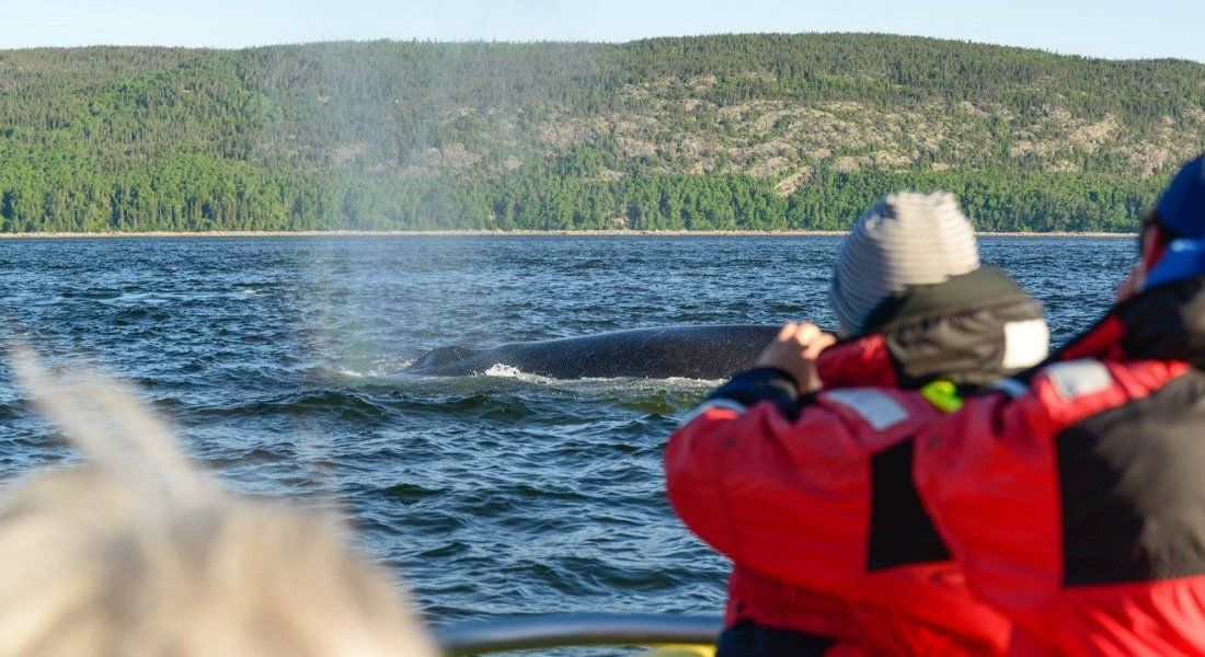Baleines à Tadoussac