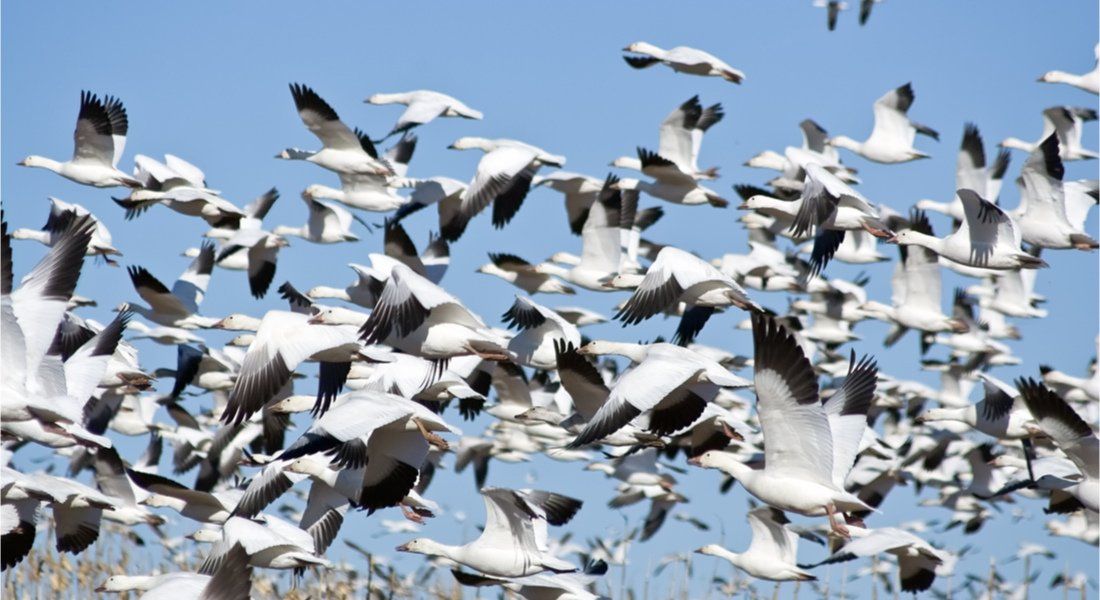 migration oie des neiges