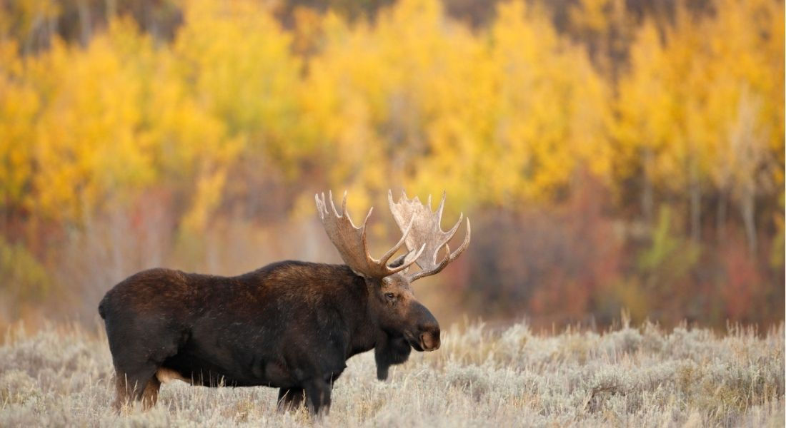 Un orignal à l'automne au Québec Orignal de profil au milieu d'une prairie