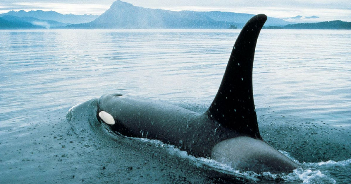 orcas observation victoria waterfront victoria