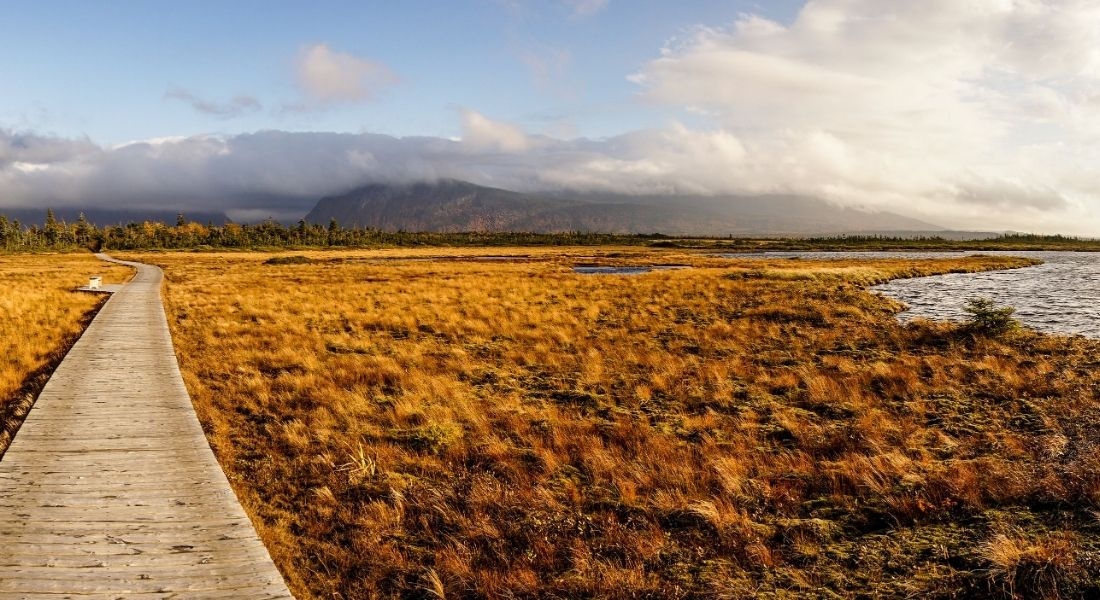 Le parc national du Gros-Morne au Canada Promenade en bois traversant les plaines du parc national du Gros-Morne