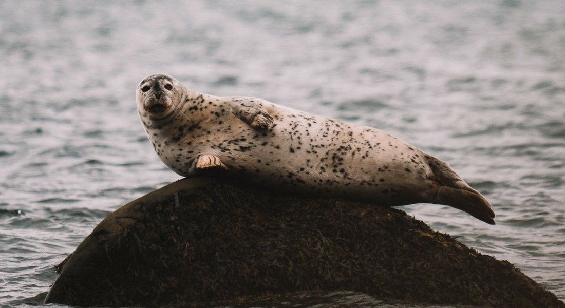 Phoque au parc du Bic