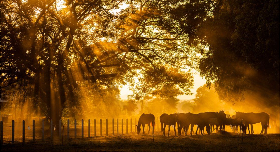 Chevaux dans un ranch dans l'Ouest canadien