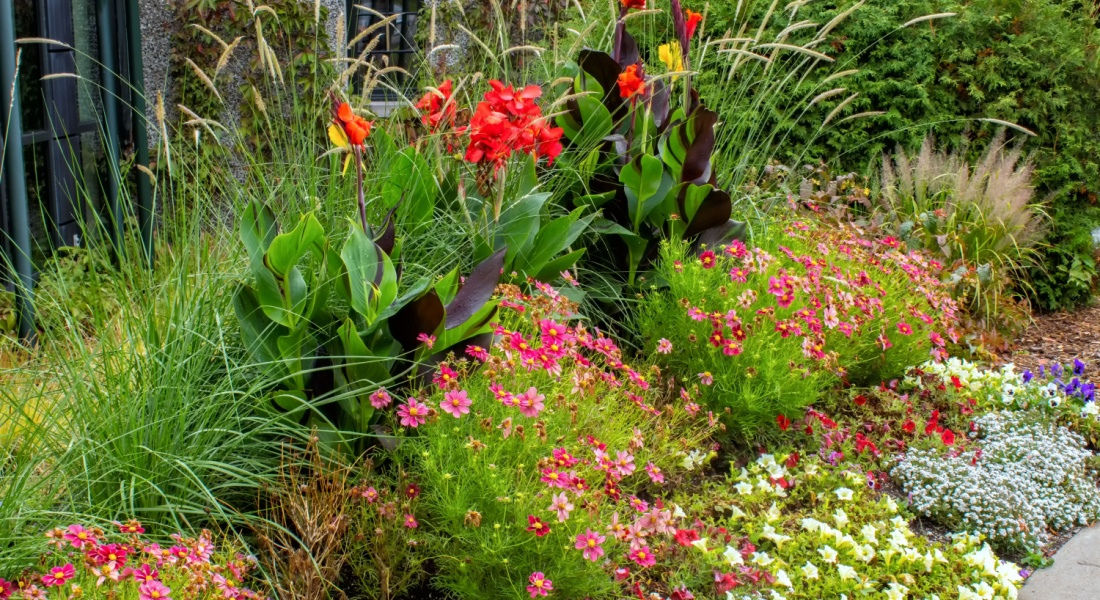 Fleurs au printemps à la Malbaie Malbaie canada
