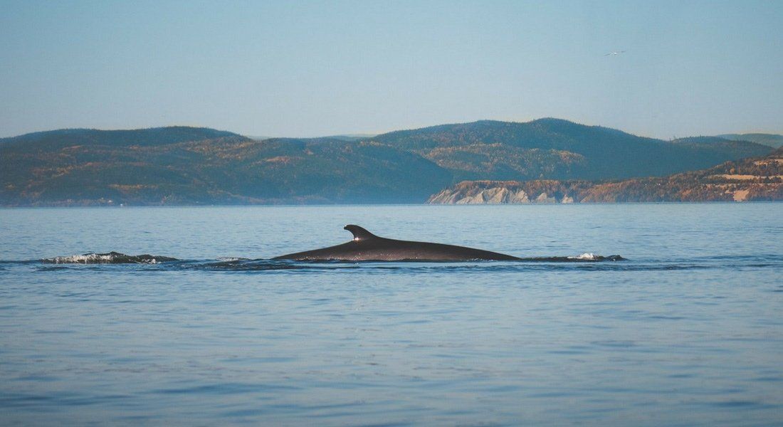 tadoussac whale watching tours whale watching safari during fall