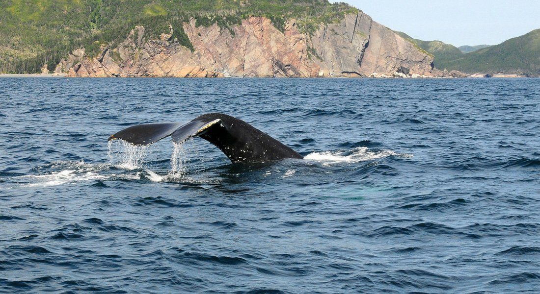 whale watching tadoussac Whale-watching, Tadoussac