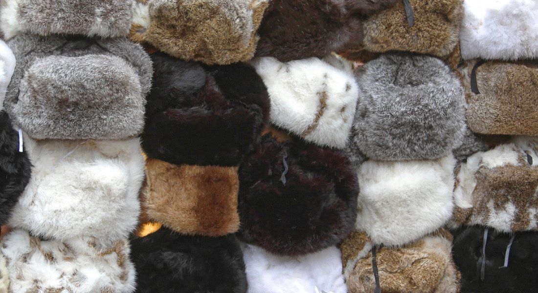 Rencontre avec un trappeur Bonnet trappeur raton-laveur