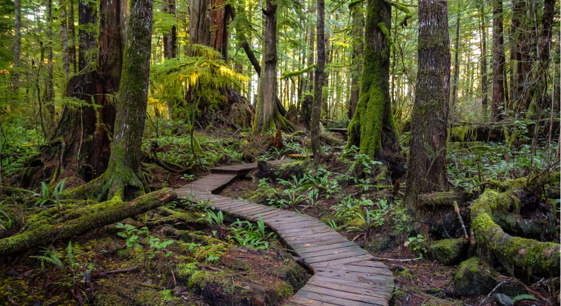 Chemin pavé de bois dans la forêt Vancouver island Canada