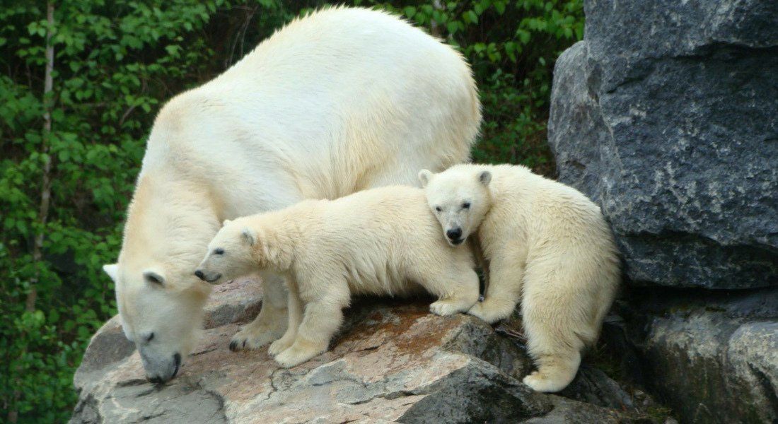 Zoo sauvage de St-Félicien Ours blancs au zoo sauvage de St-Félicien