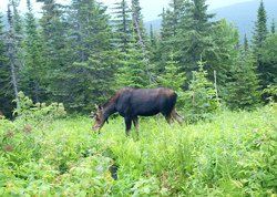 Moose of the Matane Wildlife Reserve