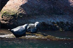 Seal watching, Bic National Park