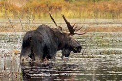 Moose watching in Algonguin Park