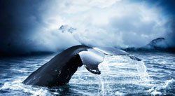 Tadoussac, la Mecque mondiale pour l'observation des baleines