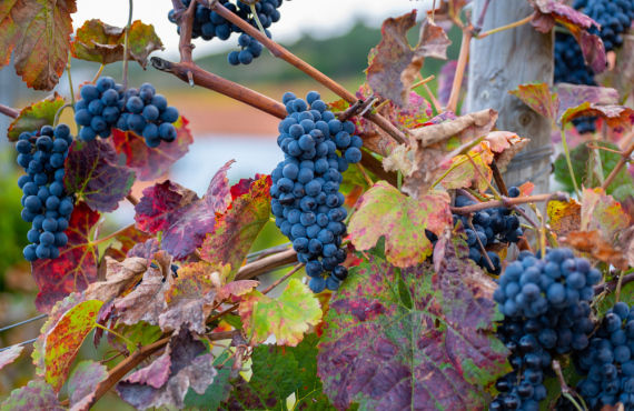 Douro Valley, vineyards in Autumn