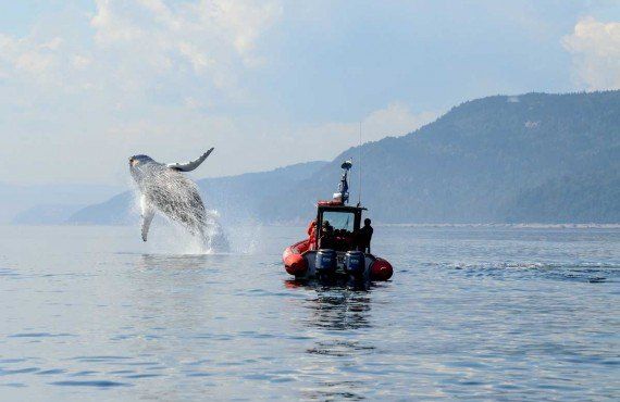 Saut d'une baleine à bosse (Tourisme Quebec, Mars Loiselle)