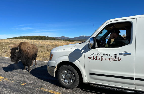 Wildlife observation tour in Grand Teton