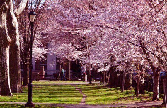 New-Haven - Les cerisiers en fleurs