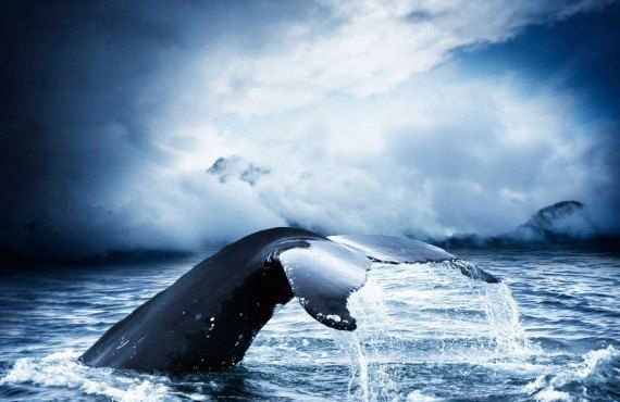 La Mecque mondiale pour l'observation des baleines (iStockPhoto, photographer2222)