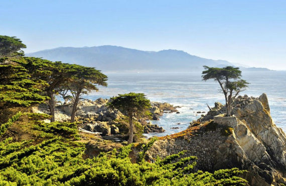 Lone Cypress on the 17-mile drive