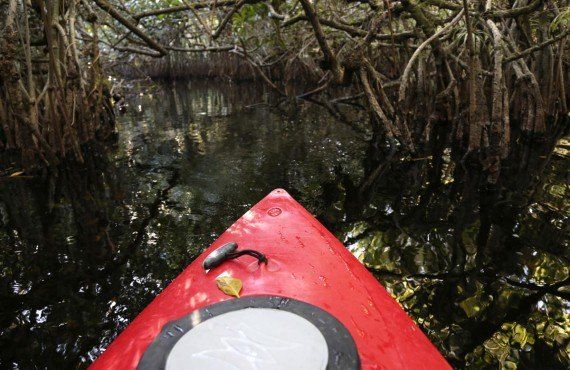 Kayak dans les Everglades (iStockPhoto, Yenwen)