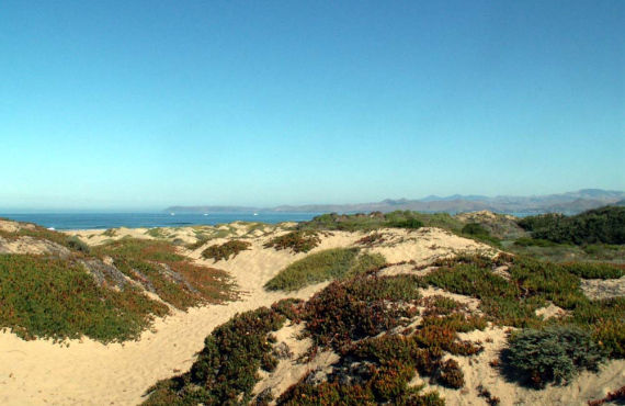 Morro Bay dunes