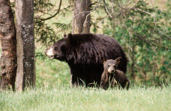 Safari photo à l'ours noir, Charlevoix (Tourisme Quebec, Sylvain Majeau)