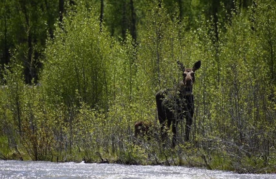 Observation de la faune