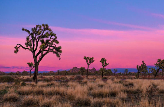 Night in Joshua Tree (Emily Hassell)