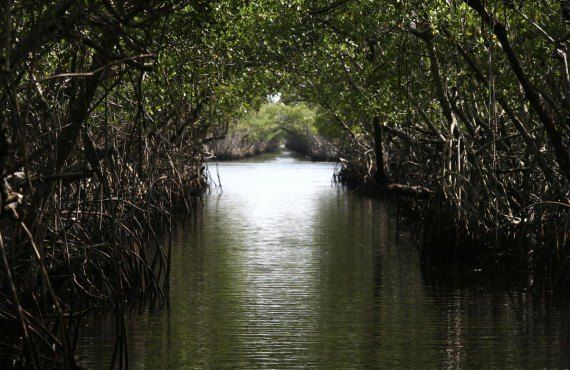 Mangroves des Everglades (iStockPhoto, ginastancel)